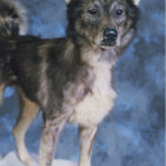 Leonhard Seppala's Lead Dog Togo Alaska Taxidermy